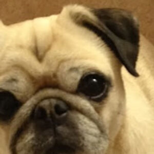 shelbyminchew avatar