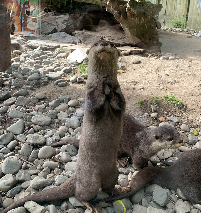 An otter stands on hind legs holding a rock, showcasing one of the cutest animals in a rocky habitat.