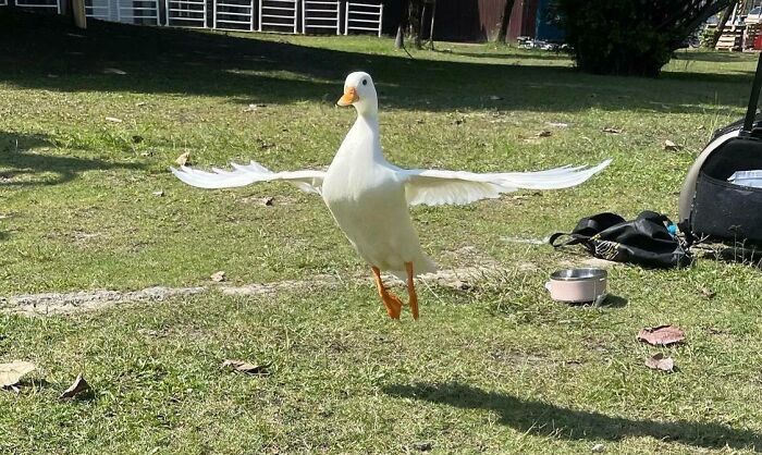 Cute duck attempting to fly in a sunny grassy area.