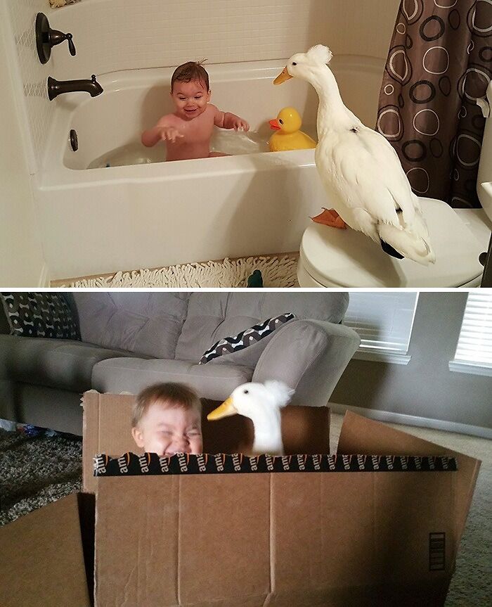 Baby with a cute duck in a bathtub and a box, capturing an endearing moment.