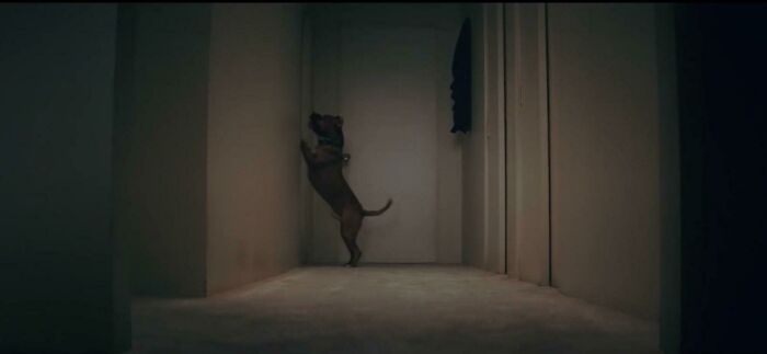 Once Upon A Time In Hollywood. Cliff’s Dog Brandy Is Supposed To Be A Girl. This Shot Clearly Shows A Male Dog