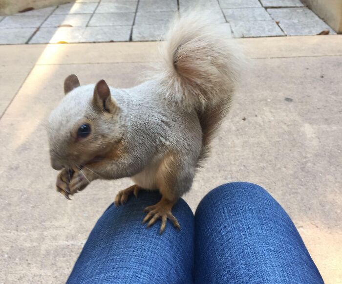I Befriended The Lucky, Albino Squirrel At My School Just In Time For Finals