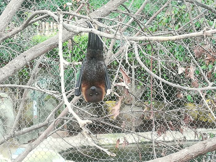 Met This Cute Guy At The Beauval Zoo In France. It Was My First Time Seeing A Bat That Close