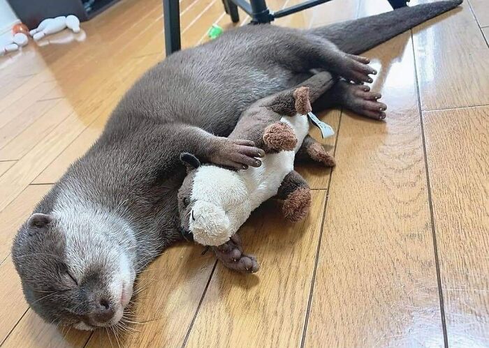 Otter sleeping on a wooden floor while cuddling a stuffed otter toy, showcasing one of the cutest animals.