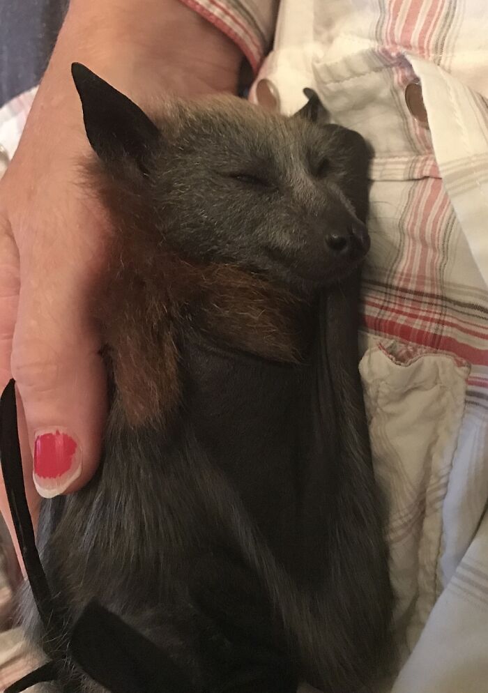 Mi hermana ayudando a crías de murciélago