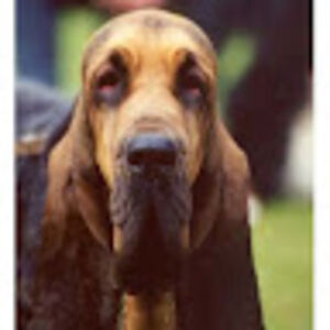 carrollshirkey avatar