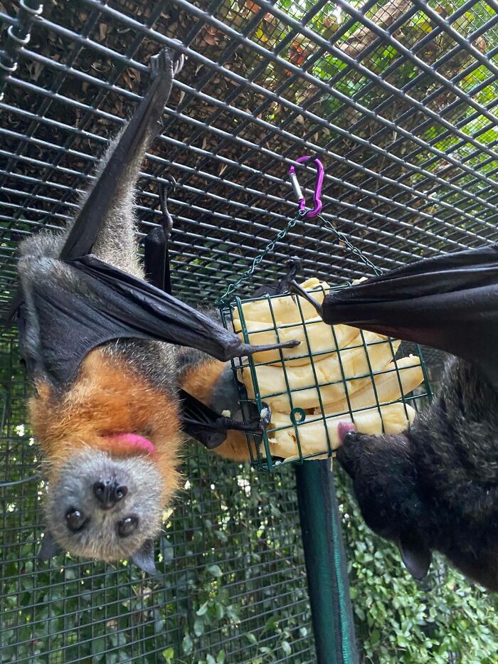 Enjoying The Sun And Bananas