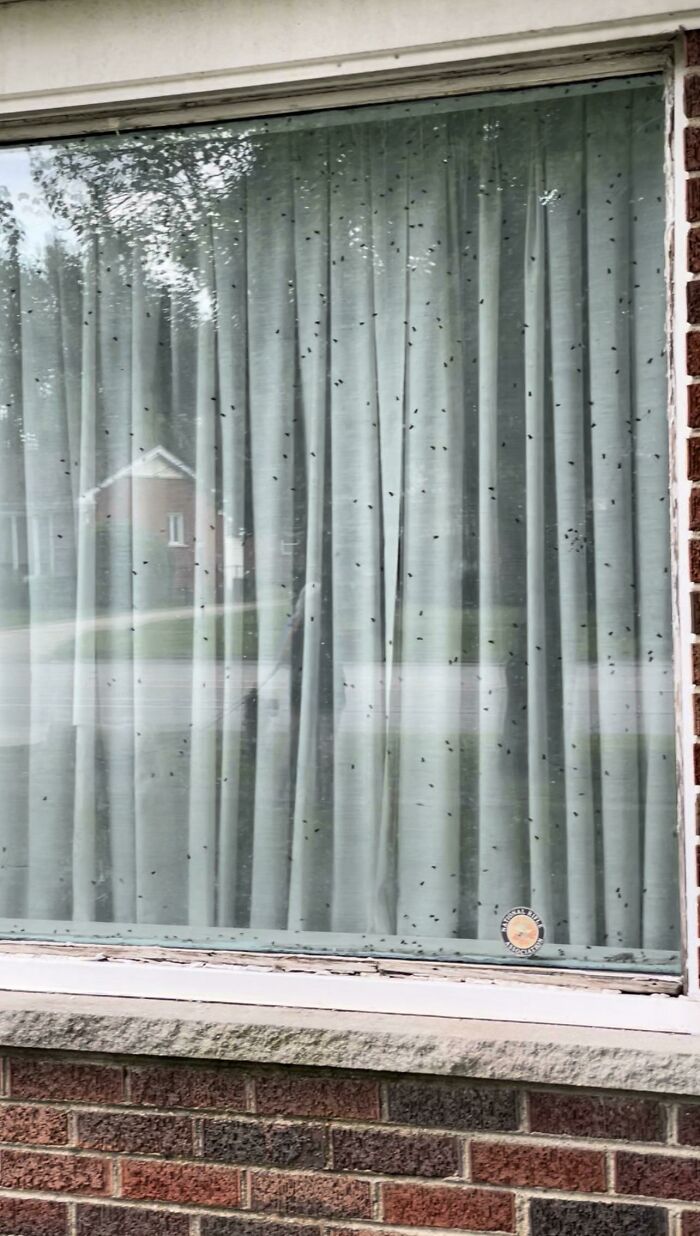 ¿Qué posibilidades hay de que la casa de mi vecino tenga un cadáver?