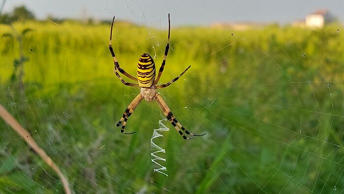 I Was Walking Through A Farm Near My House When I Suddenly Tripped And Fell And I Saw This Right Infront Of Me, What Kind Of Spider Is That ?!