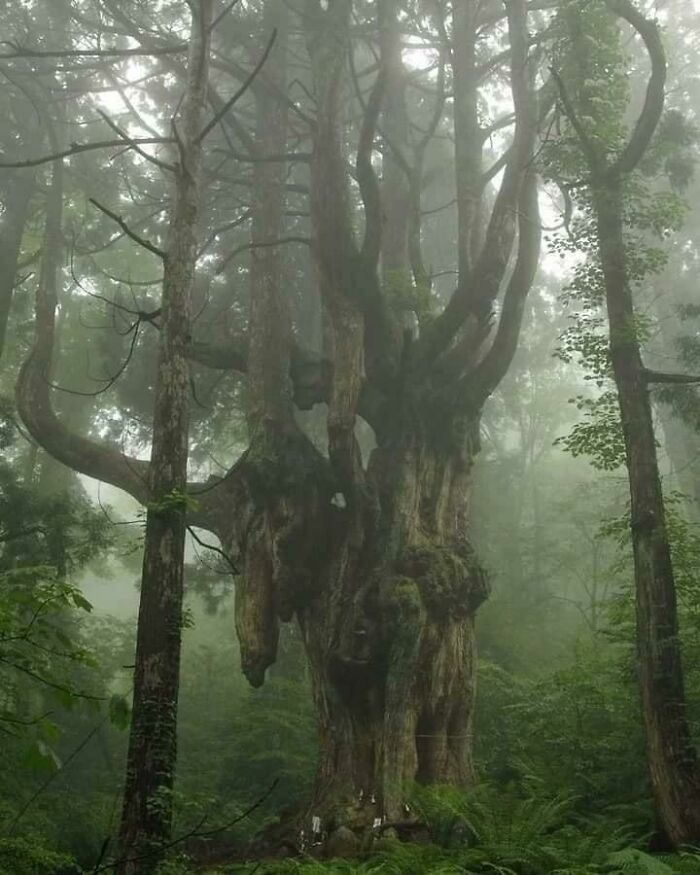 Este árbol de 800 años en Japón