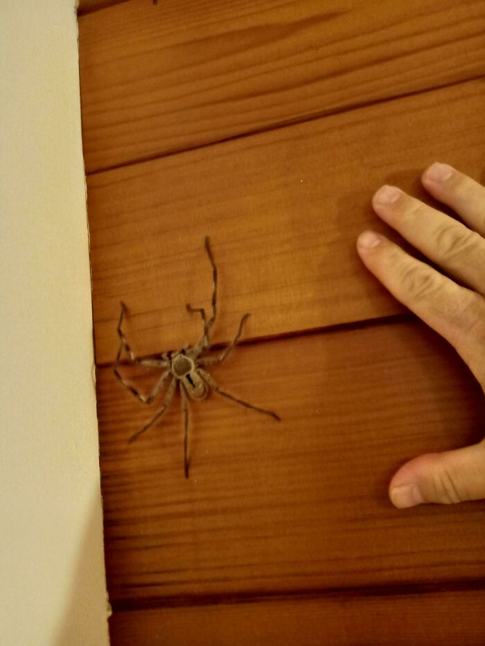 Este es George. Vive en mi baño y come bichos