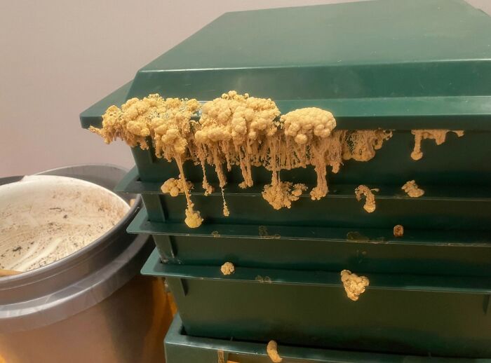 Housesitting My Parents Home And This Is Growing Out Of Their Compost Bin...what The F**k Is It