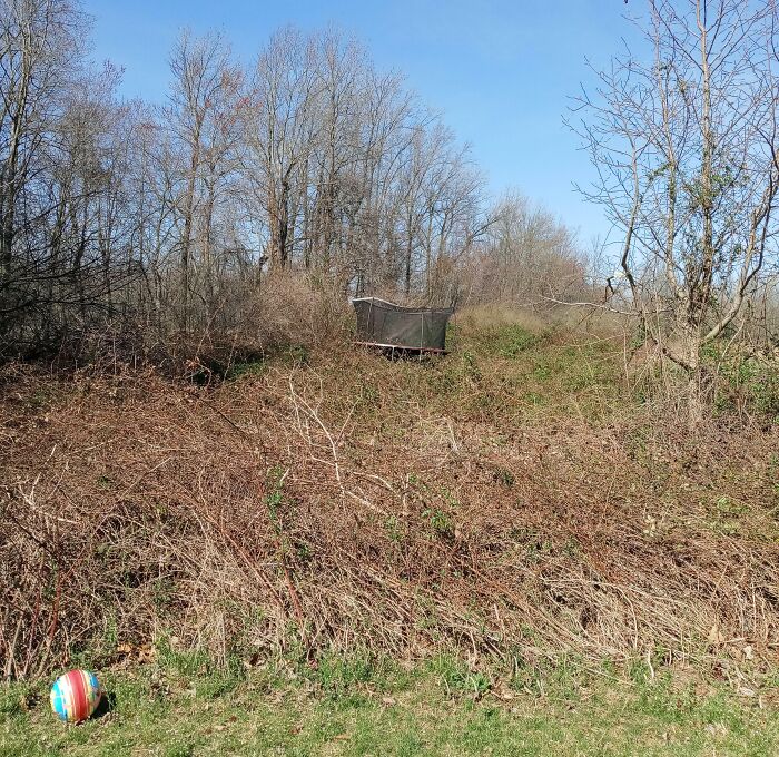Had A Little Wind Last Night. The Trampoline Decided To Take A Leisurely Walk Into A Dense Field Of Thorn Bushes