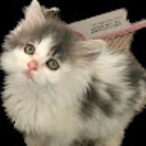 tottie_elliot117 avatar