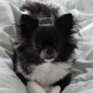 lynnettedaugherty avatar