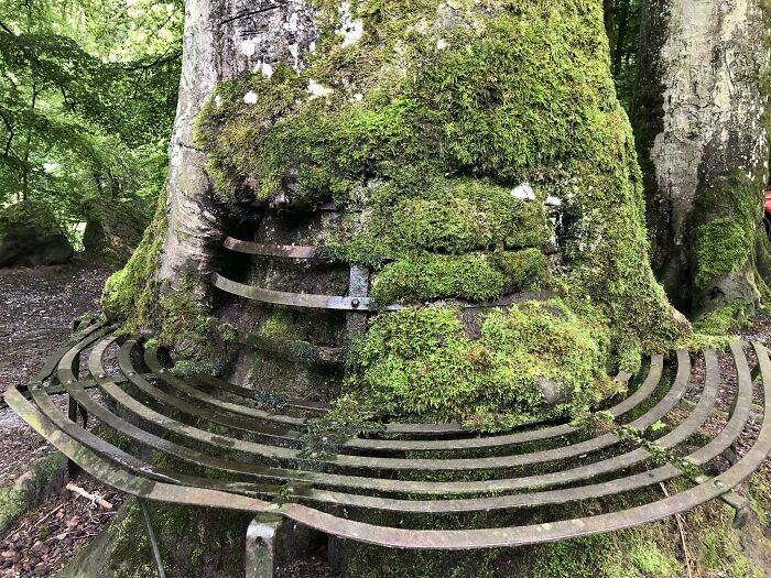 This Tree That Has Absorbed It’s Bench Over The Years