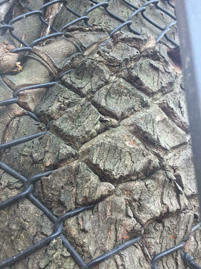 The Way This Tree Grew Into This Fence
