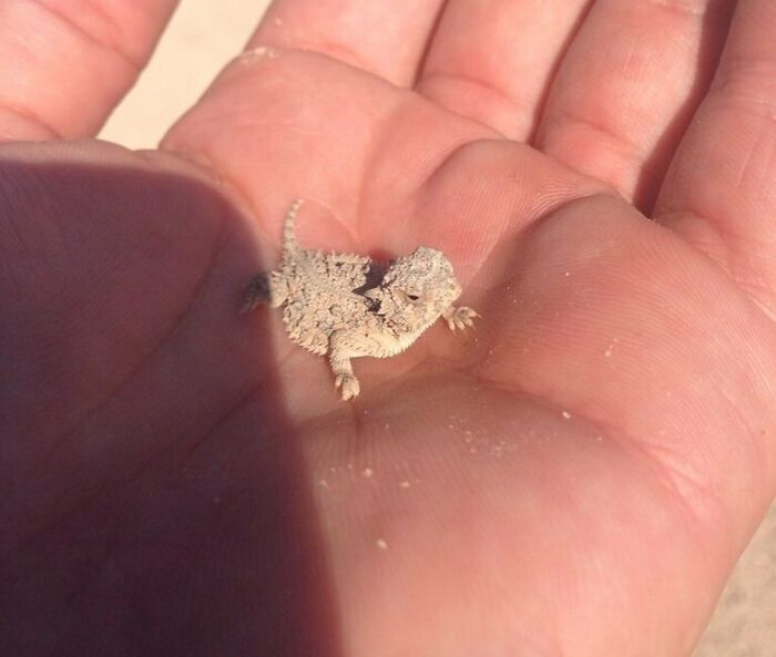 Fear Me Human! I Will Eat Your Goats And Burn You Crops