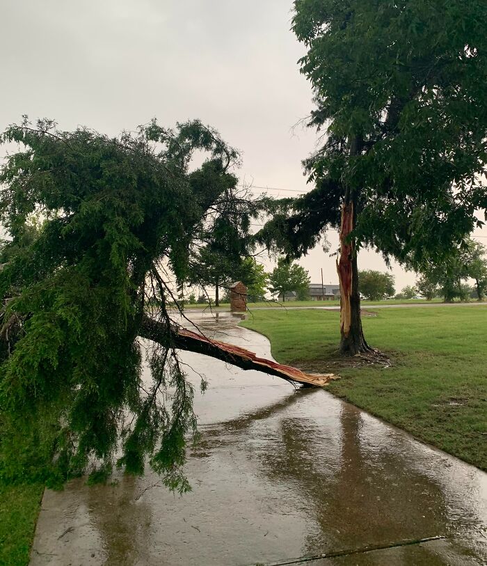 Our Big Tree Broke In Half In A 15-Minute Storm