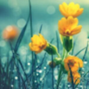 honorwhitaker avatar