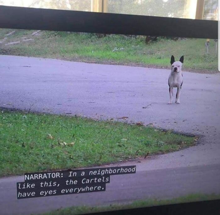 Not All Dogs Have Wholesome Jobs