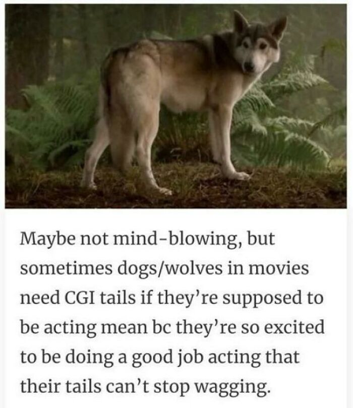 An Applause For The Hollywood Doggos