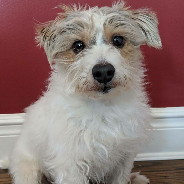 He Goes In For Surgery Tomorrow On An Unknown Lump On His Back. Please Send Love. He Is My World And Many Others, As A Therapy Dog