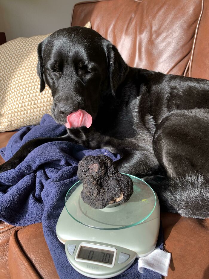 Average Size For An Oregon Black Truffle Is Between 1 And 2 Ounces. Today Rhu Found A Perfect 7.0 Once Truffle!