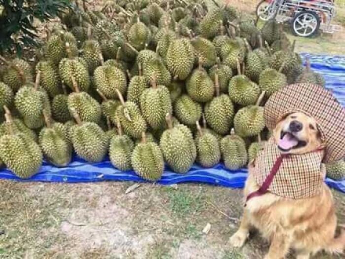 A Durian Seller