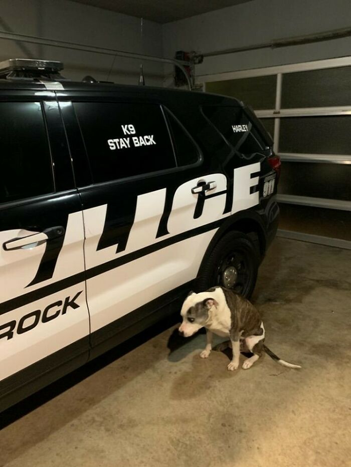 Retired Good Boy Harley Just Wants To Go Back To Work