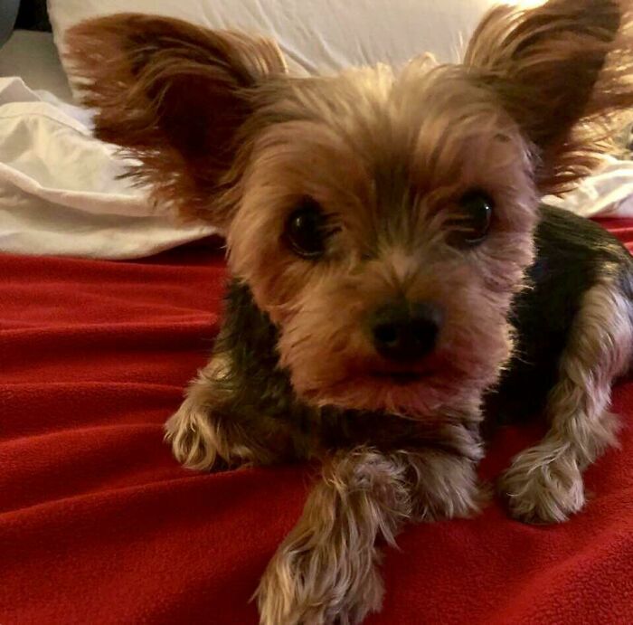 This Is Crumpet. She Is Not A Service Dog. She Just Doesn’t Like Epilepsy Or Her Owner Being Stuck In The Hospital. She Barks Before I Have A Seizure. She Figured It Out On Her Own As A Puppy In About Two Weeks. My Falls Have Gone Way Down Since This Lil Pup Arrived