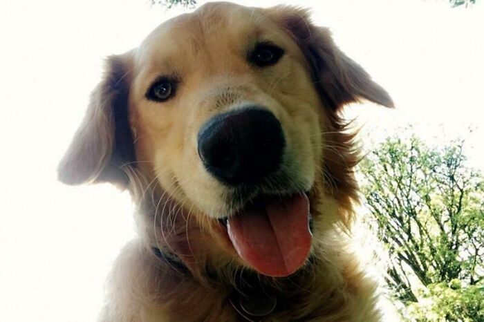 Stayed At An Airbnb In Portland. It Was This Doggos Job (If Requested By The Guests) To Keep Us Company While We Were In During The Day. Just Had To Call Her Down To Our Floor Of The House