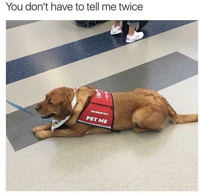 What I Secretly Wish Every Service Animal’s Vest Said