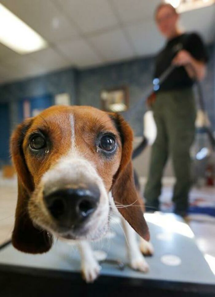 This Is Elvis, Who Holds The Very Specialized Job Of Polar Bear Pregnancy Sniffer. He Can Detect Pregnancy In Polar Bear Poop With 97% Accuracy!