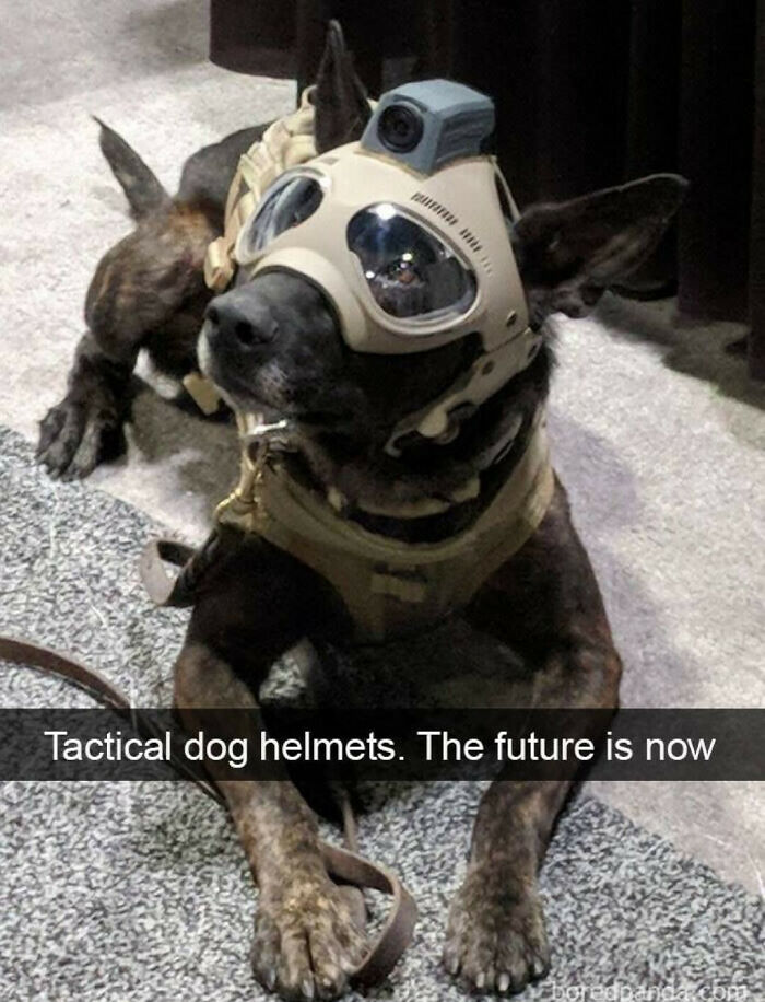 Ｆ Ｕ Ｔ Ｕ Ｒ Ｅ Ｄ Ｏ Ｇ Ｇ Ｏ