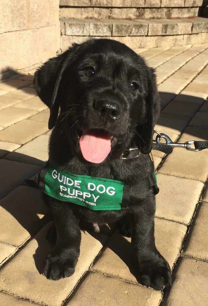 Pupper In Training