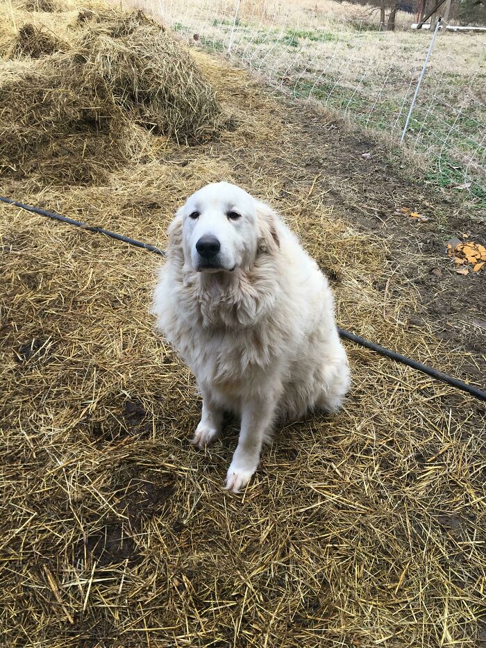 This Is Argas He Protects The Pregnant Does At The Dairy Goat Farm Where I Work