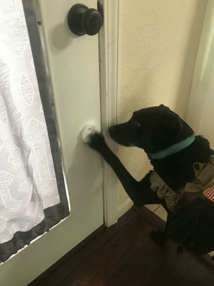 Since You All Were So Supportive Of Lily The Other Week; Here Is An Update... I Installed A Bell So That The Dogs Could Let Me Know When They Wanted To Go Outside. Lily Has Realized That This Summons Me So Now She Uses It To Demand Treats. I’ve Created An Adorable Monster