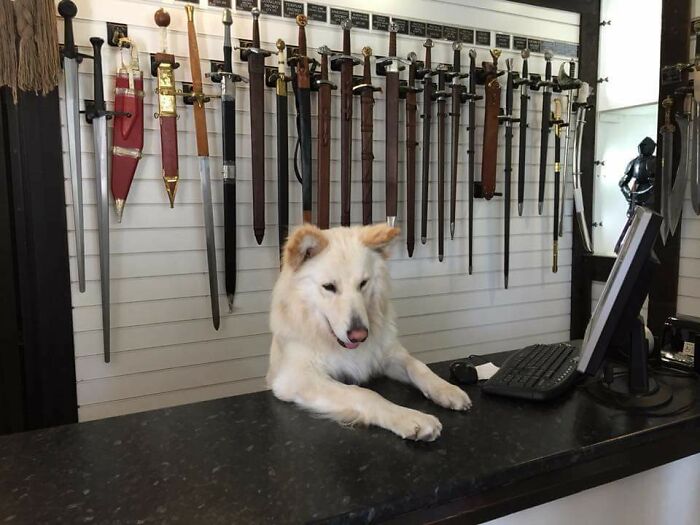 Doggo Has Wares If You Have Coin