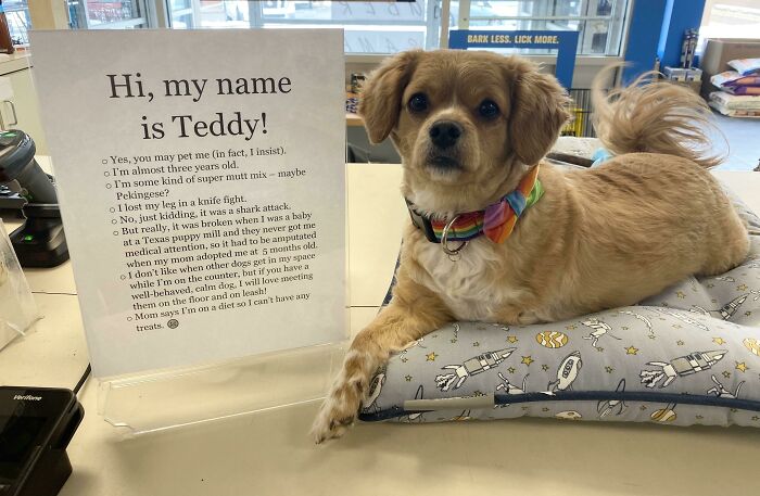 My Boy, Teddy, Is The Official Greeter At My Store. He Comes With His Own Faq