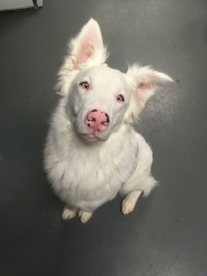 Handsome Boy And Deaf Doggo 8 Track. His Cool, Friendly Demeanor Helps Me Work With Shy, New Dogs During Temperament Testing, So We Can Make Their Lives The Best. Also Works Hard To Keep Playtime From Getting Too Rough With A Strong Dominance That Is Always Fatherly, Never Aggressive