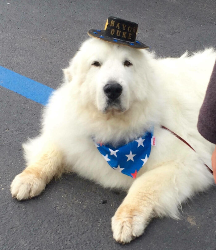 Meet Duke. Honorary Mayor Of Cormorant, Minnesota. He’s Been Re-Elected 3 Times!