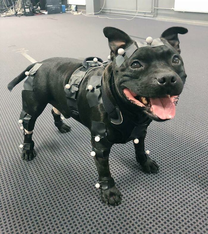 Goodboi Doggo, Uuno, Works Very Hard As A Video Game Developer