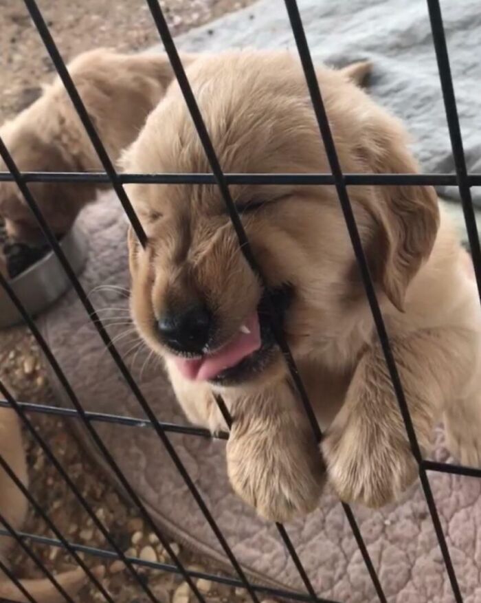 This Is Arty, He Is In Training To Be A Service Or Therapy Dog. At This Rate, Probably A Therapy Dog