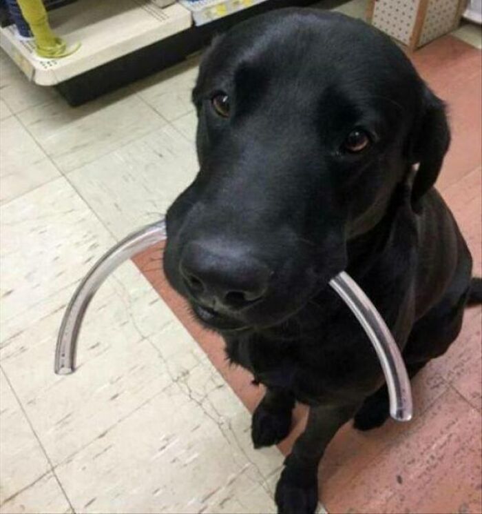 The Goodest Boye With The Bestest Job!