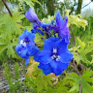 janettewilliams avatar