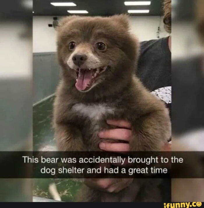 Too Cute To Be A Doggo