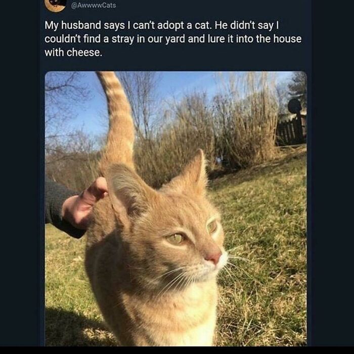 Works For Cats And Humans