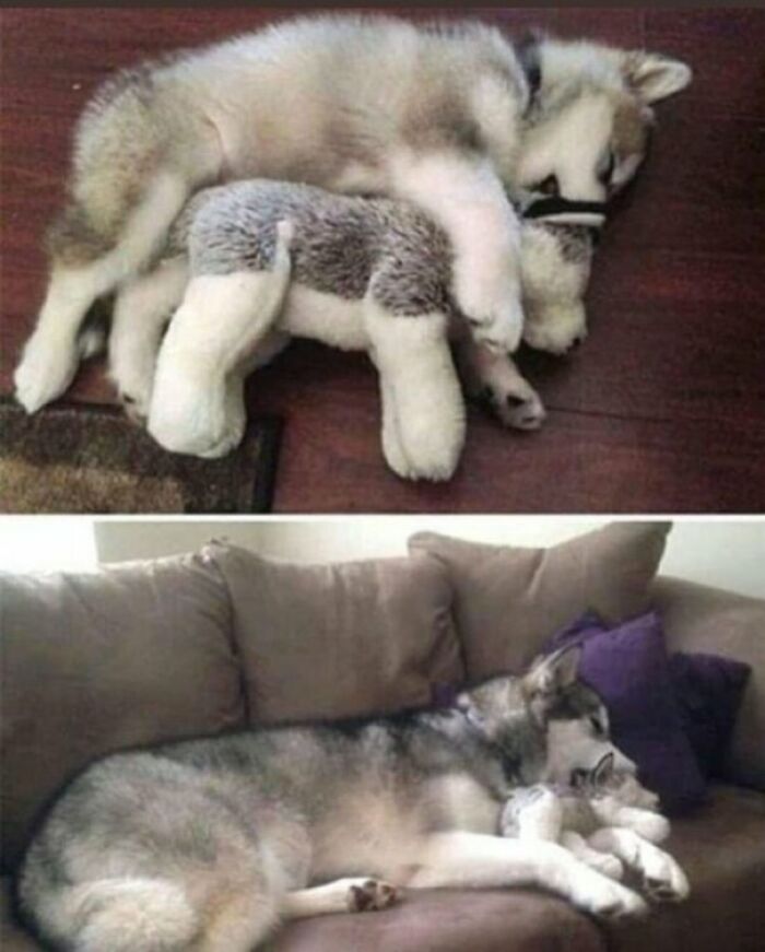 Some Things Never Change...😁😇🐶