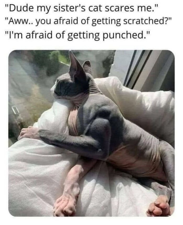 Might Teach Him Some Boxing